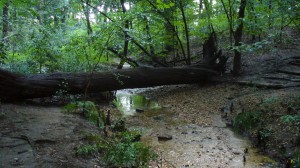 Log across creek